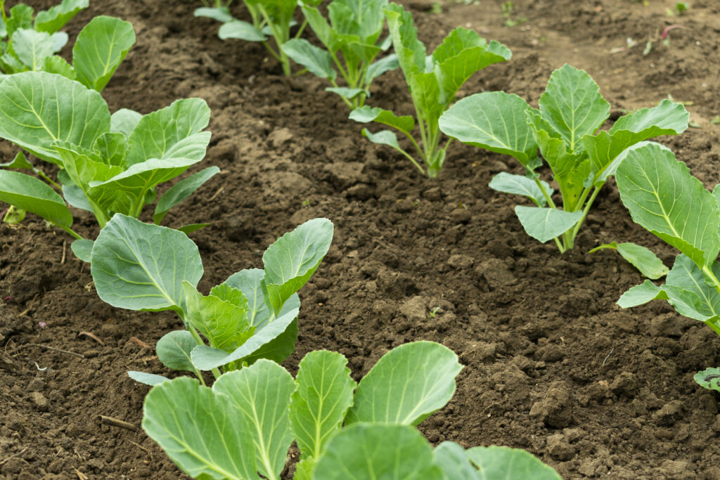 Cabbage seedlings with furrow