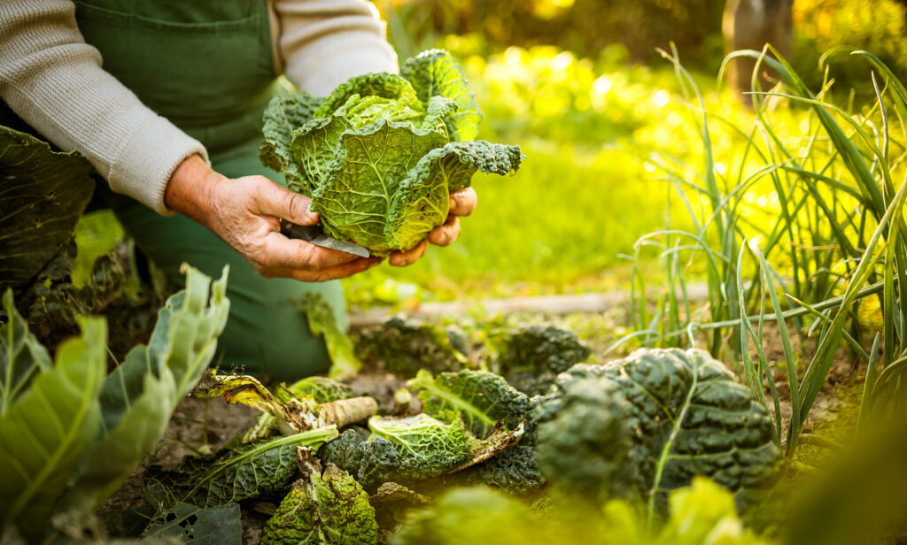 Harvesting cabbage