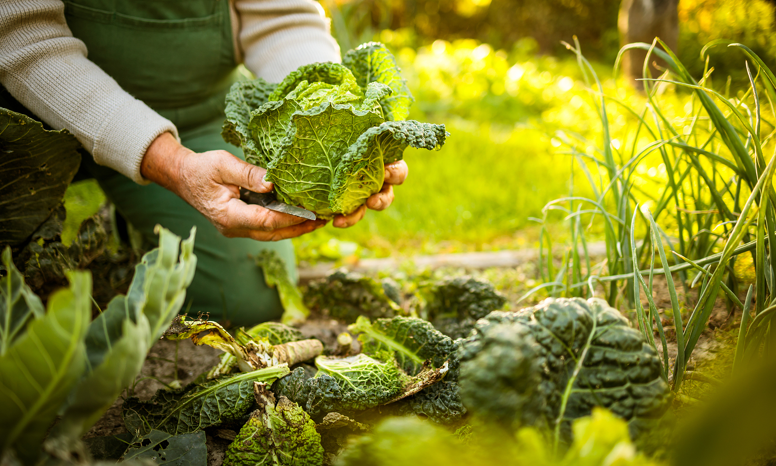 Harvesting cabbage