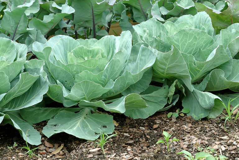 Cabbages near maturity