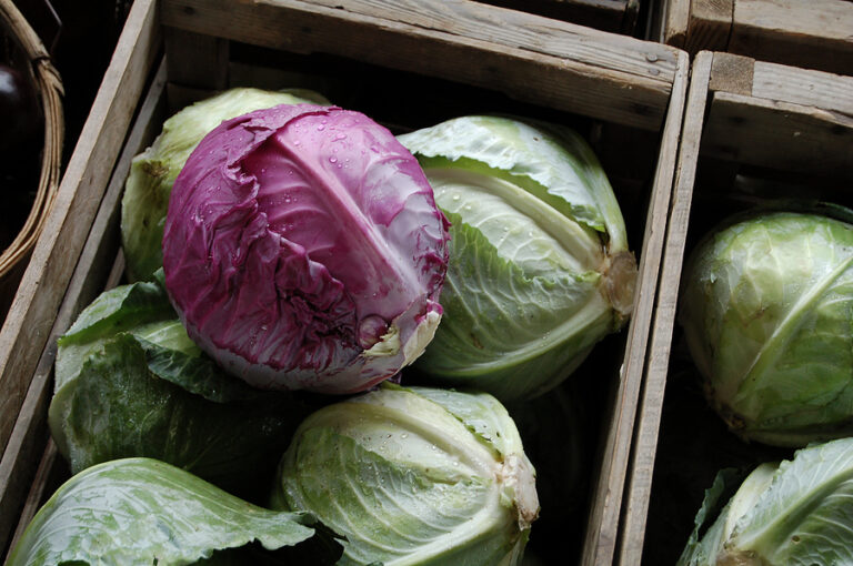 Red and green cabbage