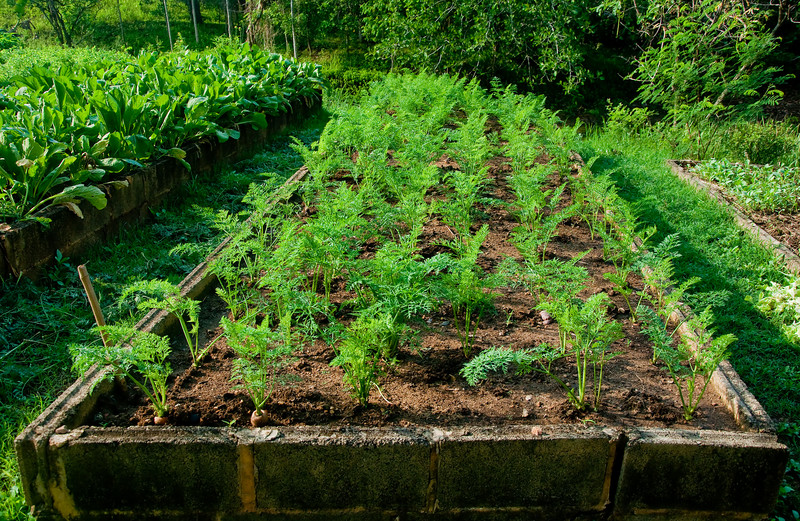 carrots growing in raised bed