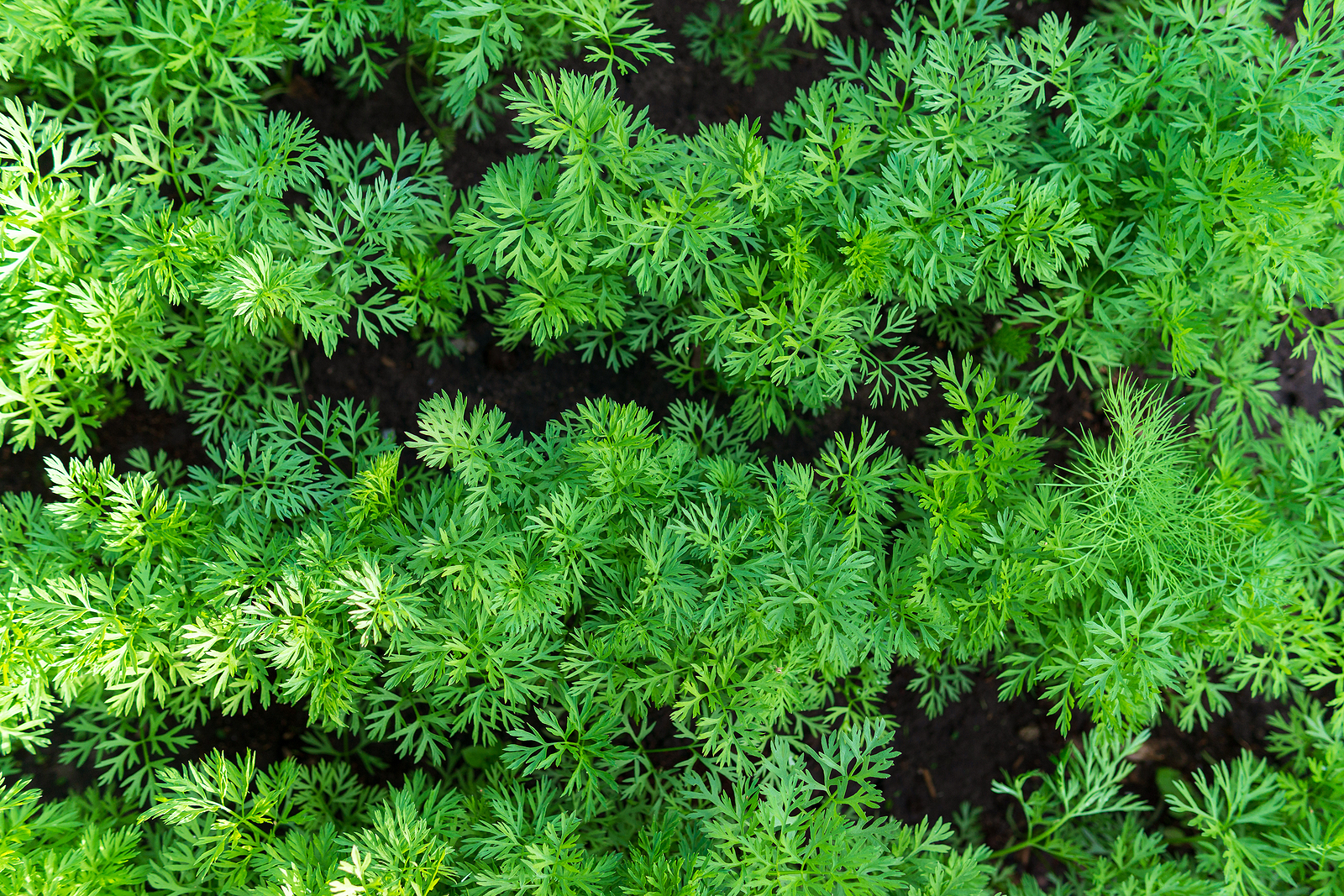 Carrots growing in rows