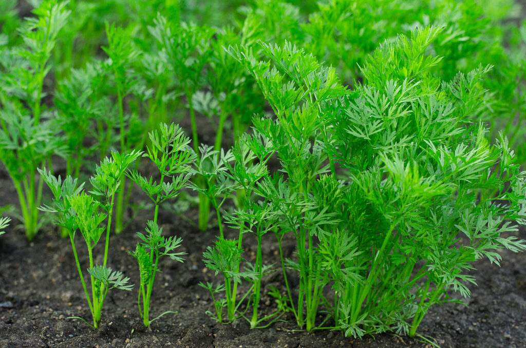 Carrots in garden bed