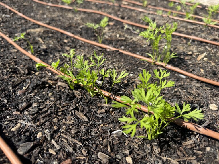 Carrot seedlings with drip irrigation
