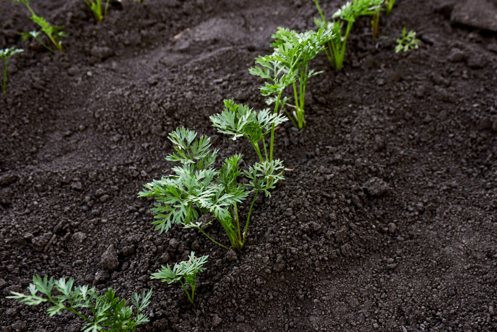 Carrot seedlings