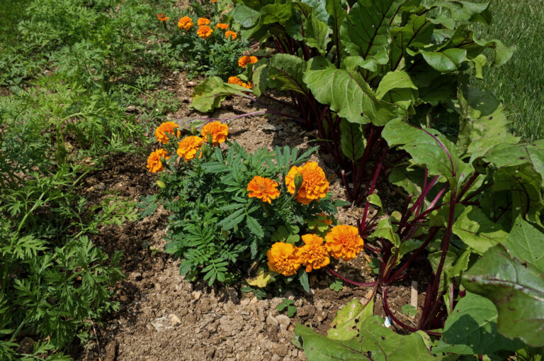 Marigolds companion plants for potatoes