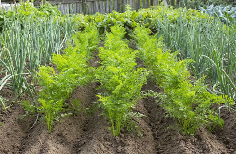 Carrots growing with onions