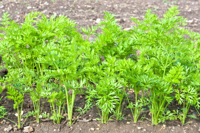 Carrot seedling early in season