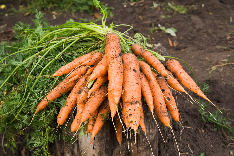 Fresh harvested carrots