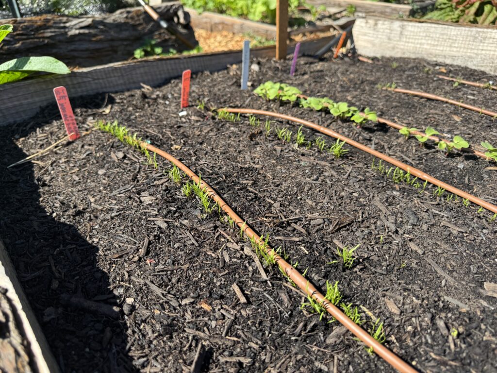 Drip irrigation on carrots