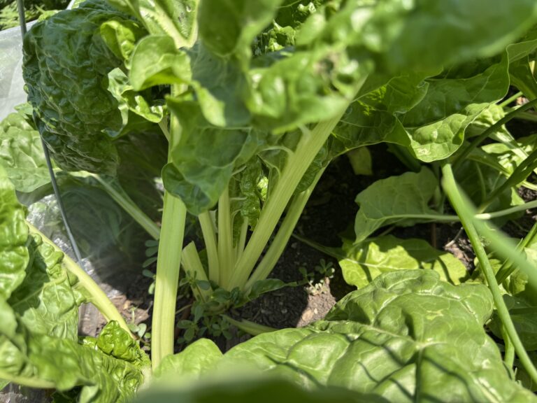 Swiss chard