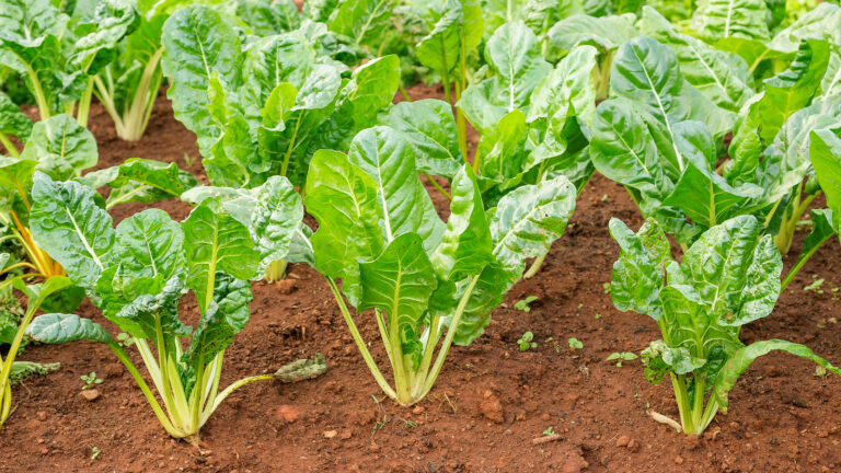 Swiss chard in raised bed