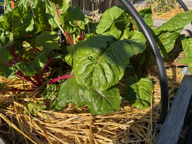 Swiss chard