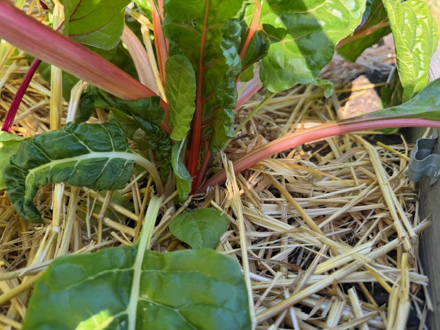 Swiss chard