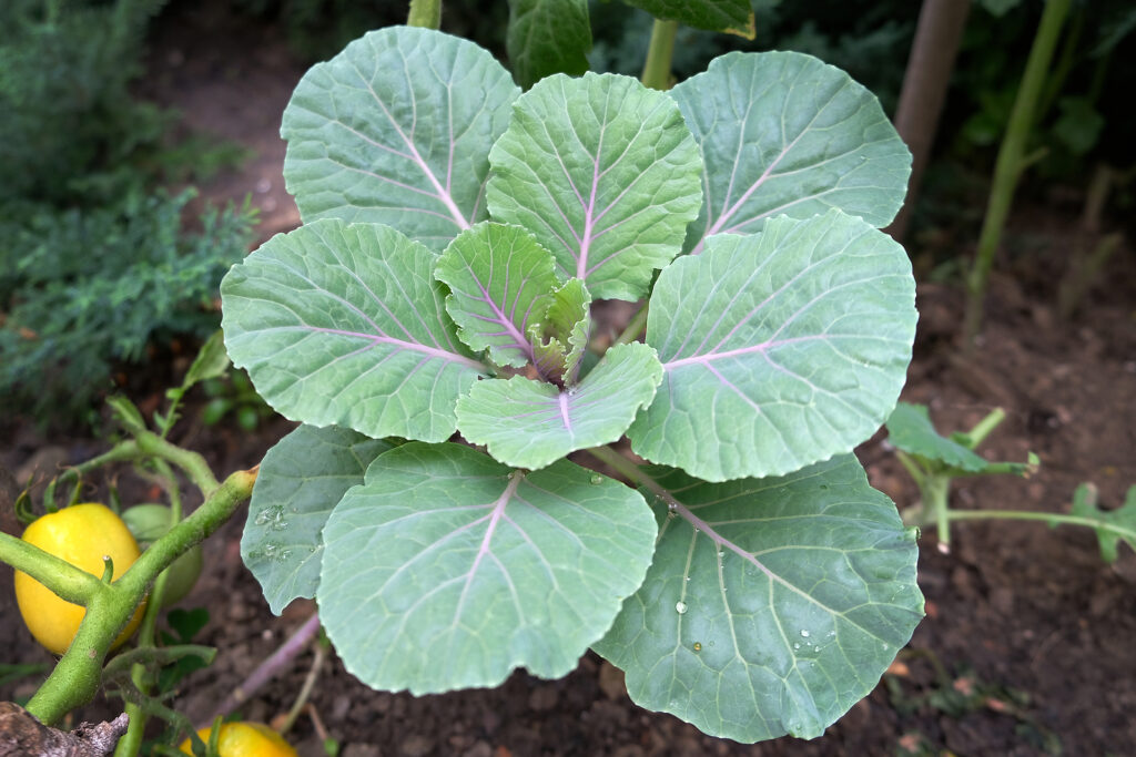 Collard plant in patio pot