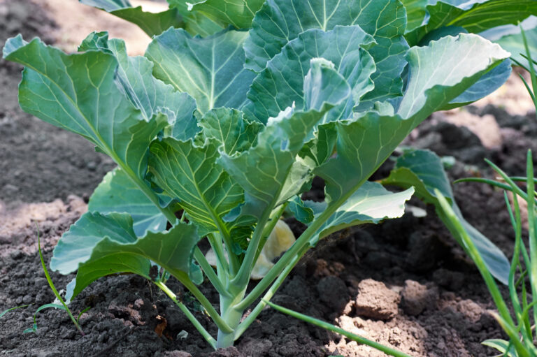 Young collards plants