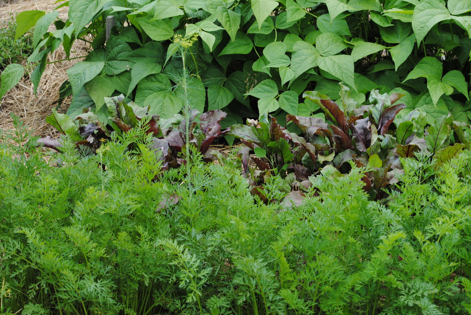 Swiss chard and carrots