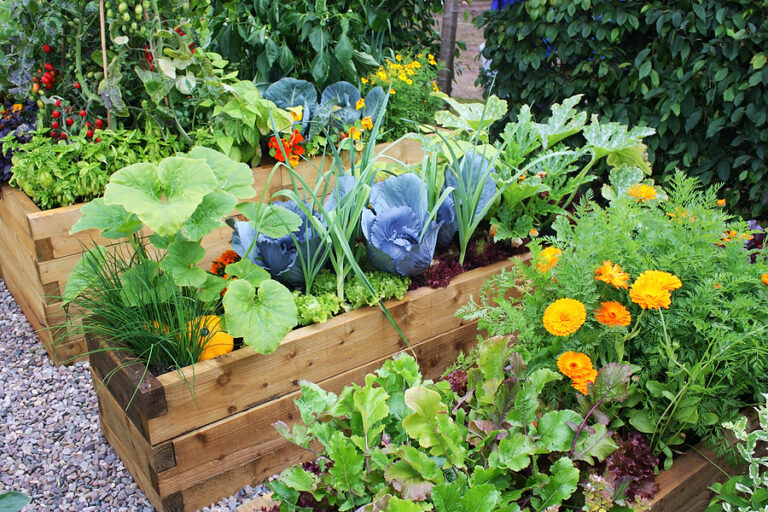 Cabbage and marigolds