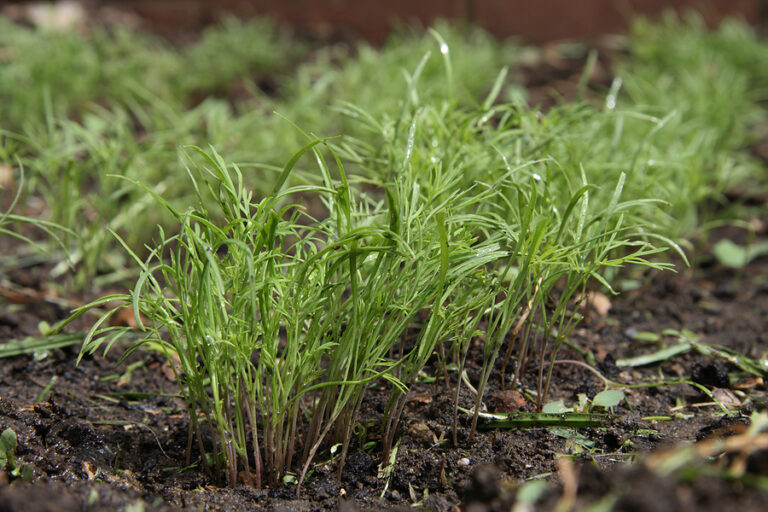 Plant dill near broccoli