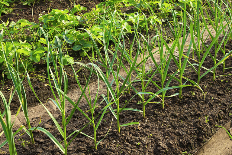 Onions in mounded bed