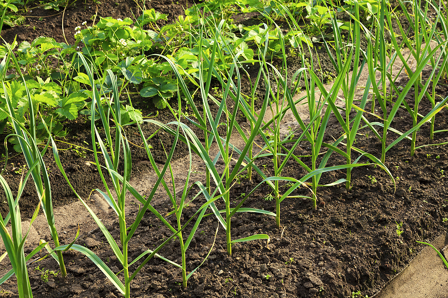 Onions in mounded bed