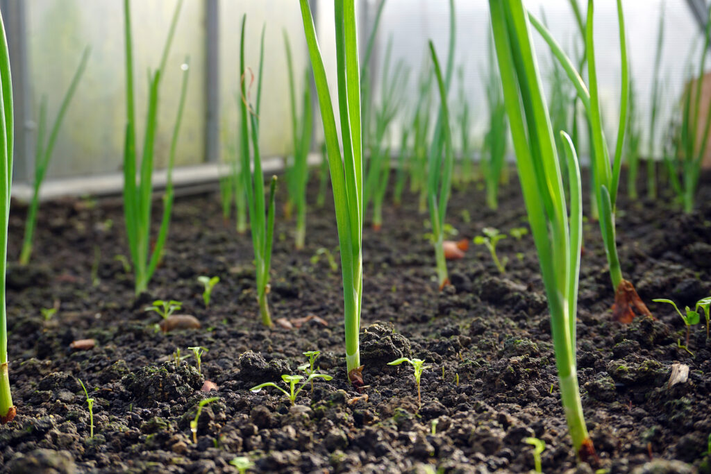 Onion seedlings in greenhouse