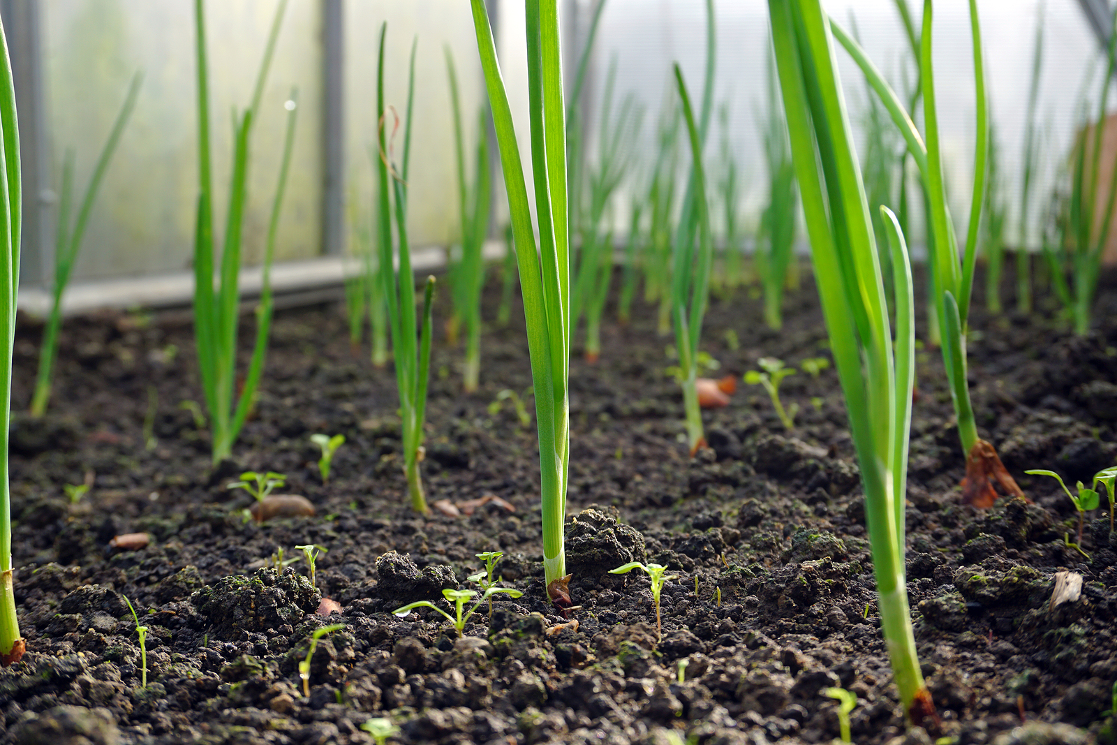 Onion seedlings in greenhouse