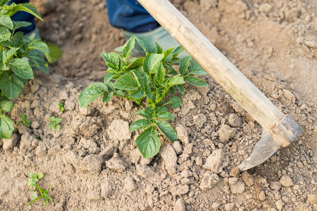 Hilling a potato plant