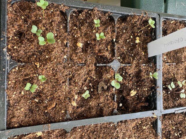Broccoli seedlings