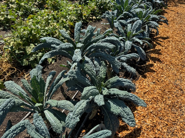 Lacinato kale
