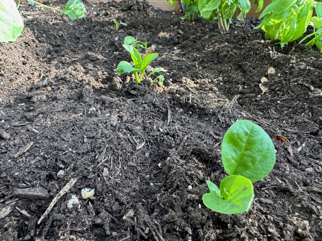 Spinach seedlings