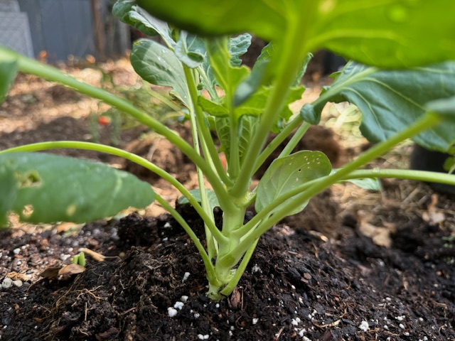 Early season Brussels sprouts