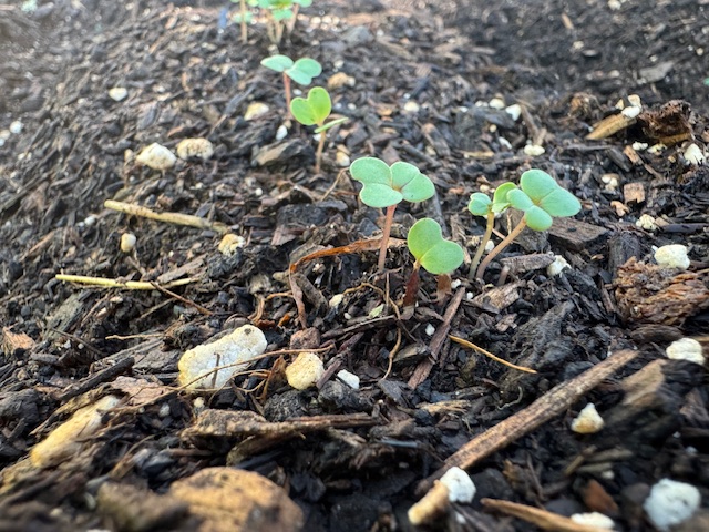 Turnip seedlings