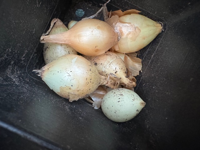 Onion sets
