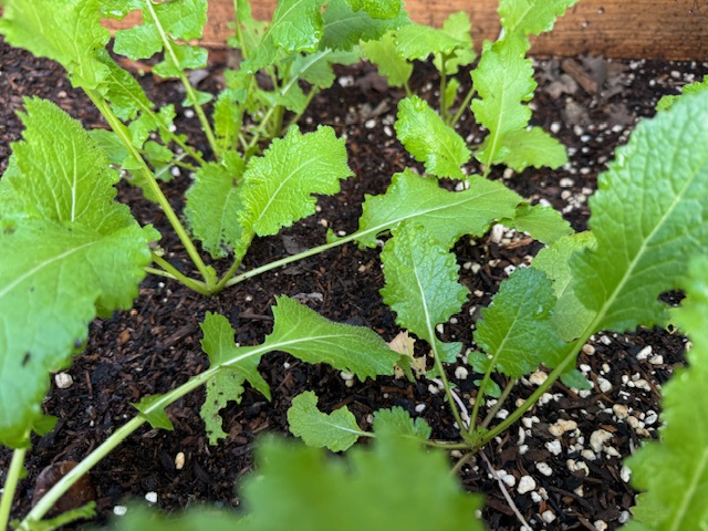 Young turnips