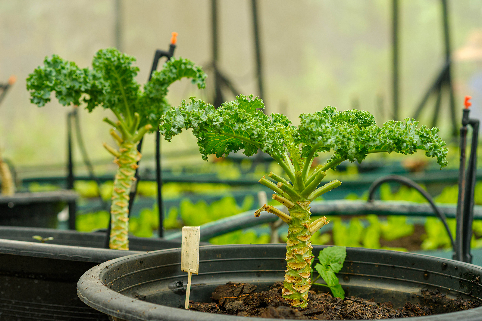 Kale growing in pots