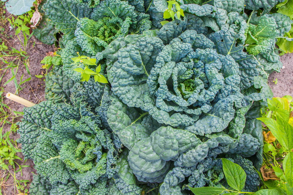 Curly kale