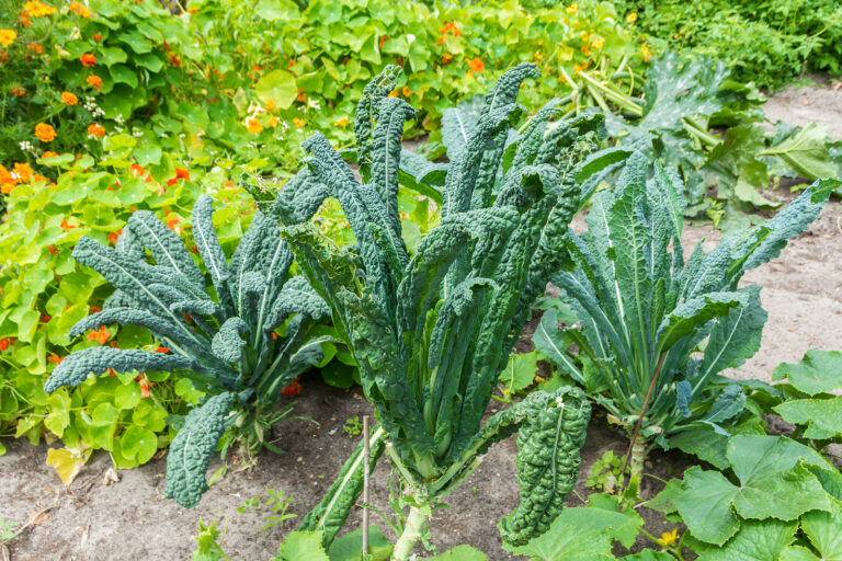 Tuscan kale
