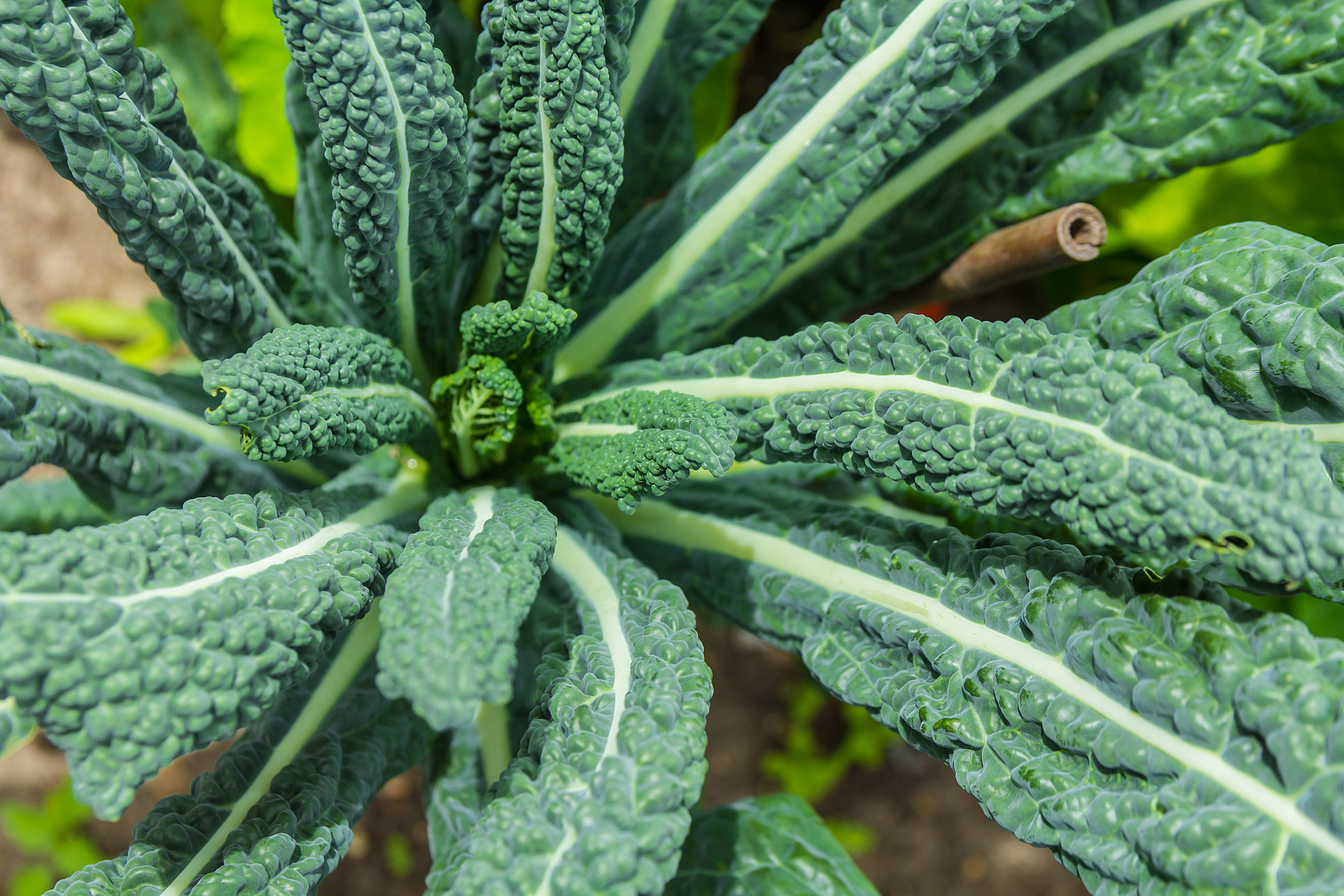 Tuscan kale