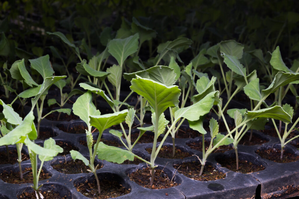 Kale seedlings