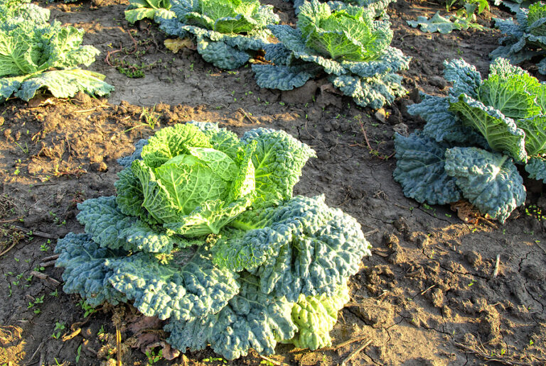 Curly kale in garden rows