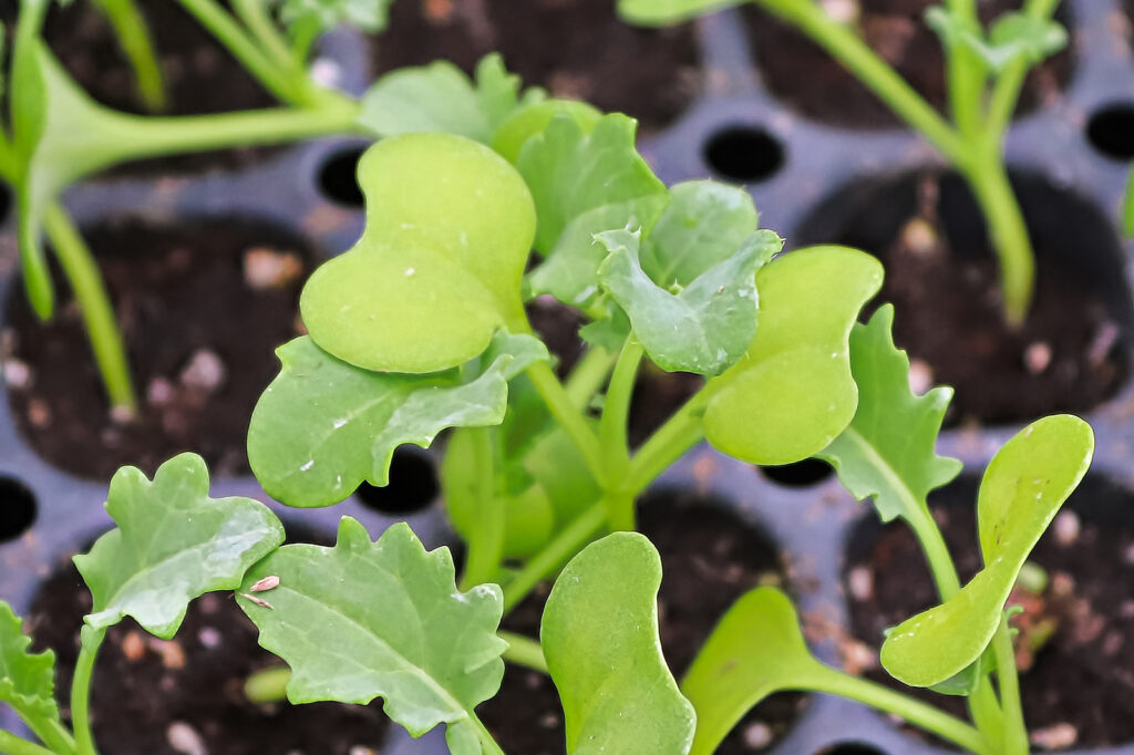 Kale seedlings growing in starter trays