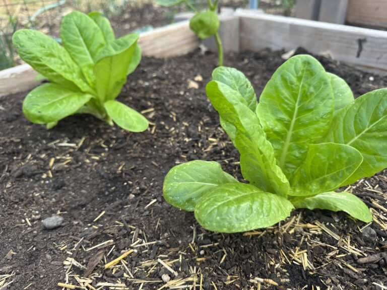 Lettuce Little Gem
