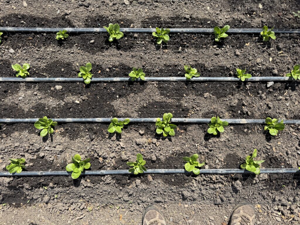 Lettuce seedling drip irrigation