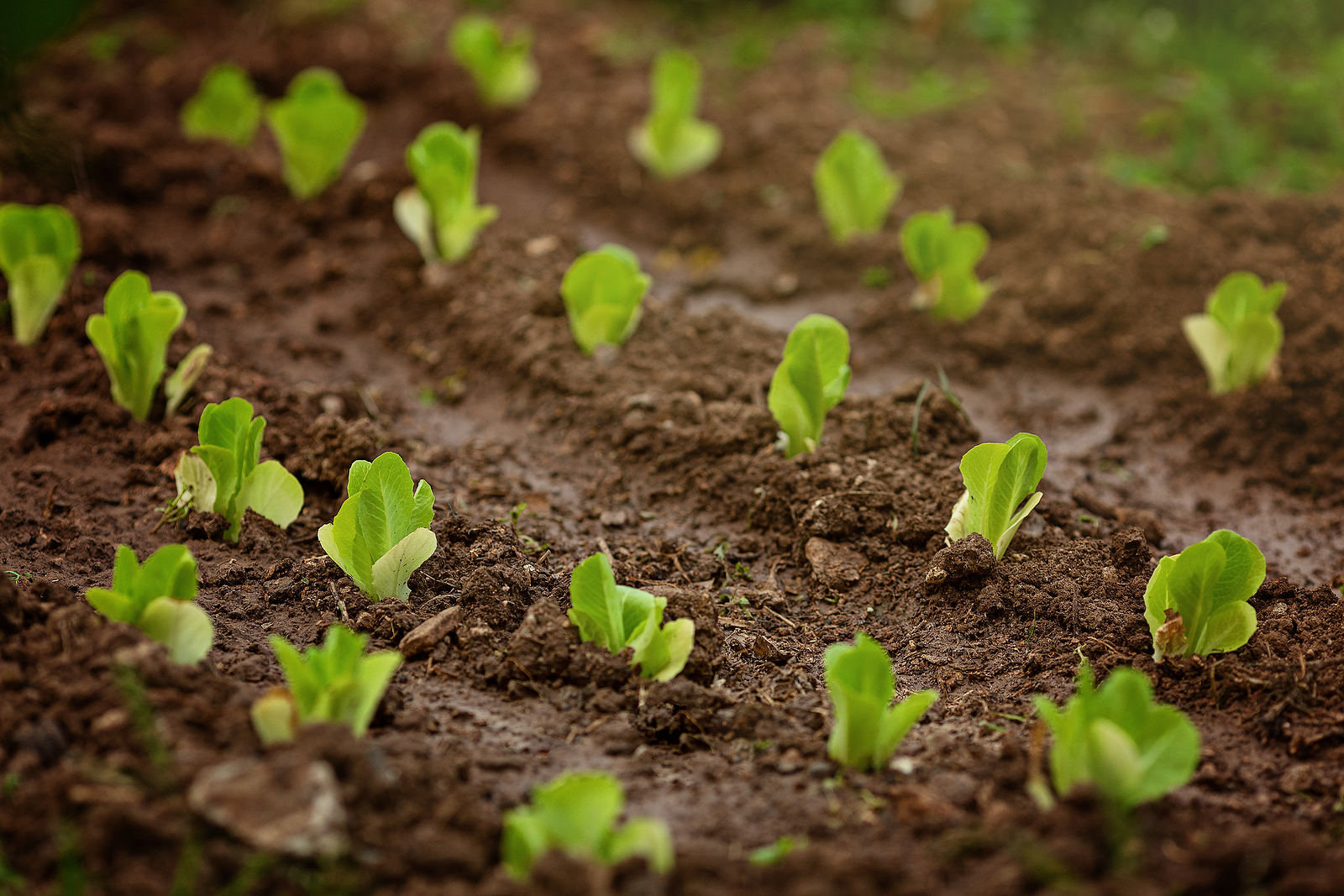 Lettuce seedlings outdoors