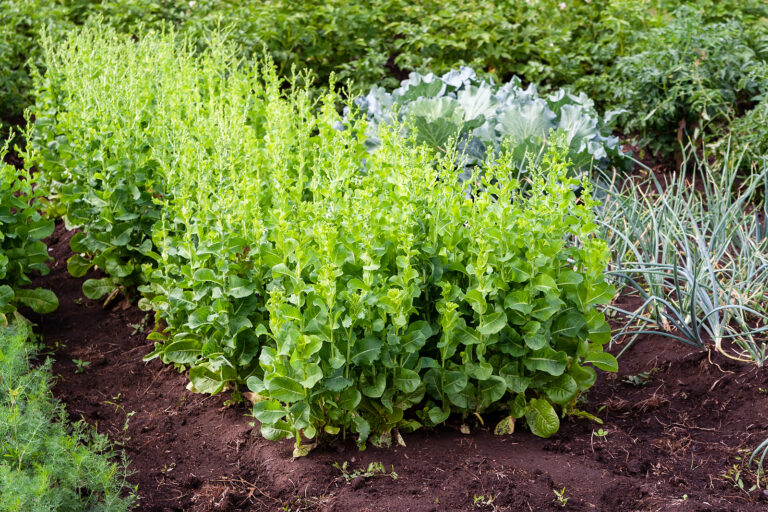 Lettuce bolting