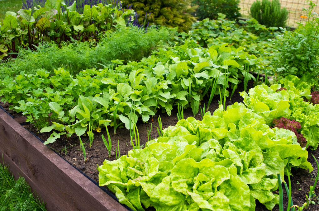 Lettuce in a raised bed