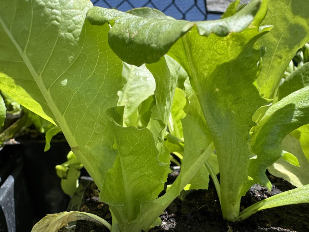Butterhead lettuce