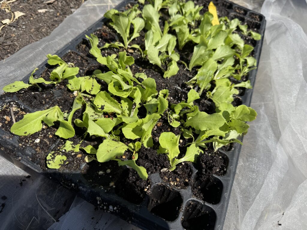 Butterhead lettuce seedlings